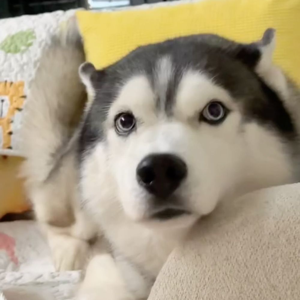 Husky Lovers ❤️