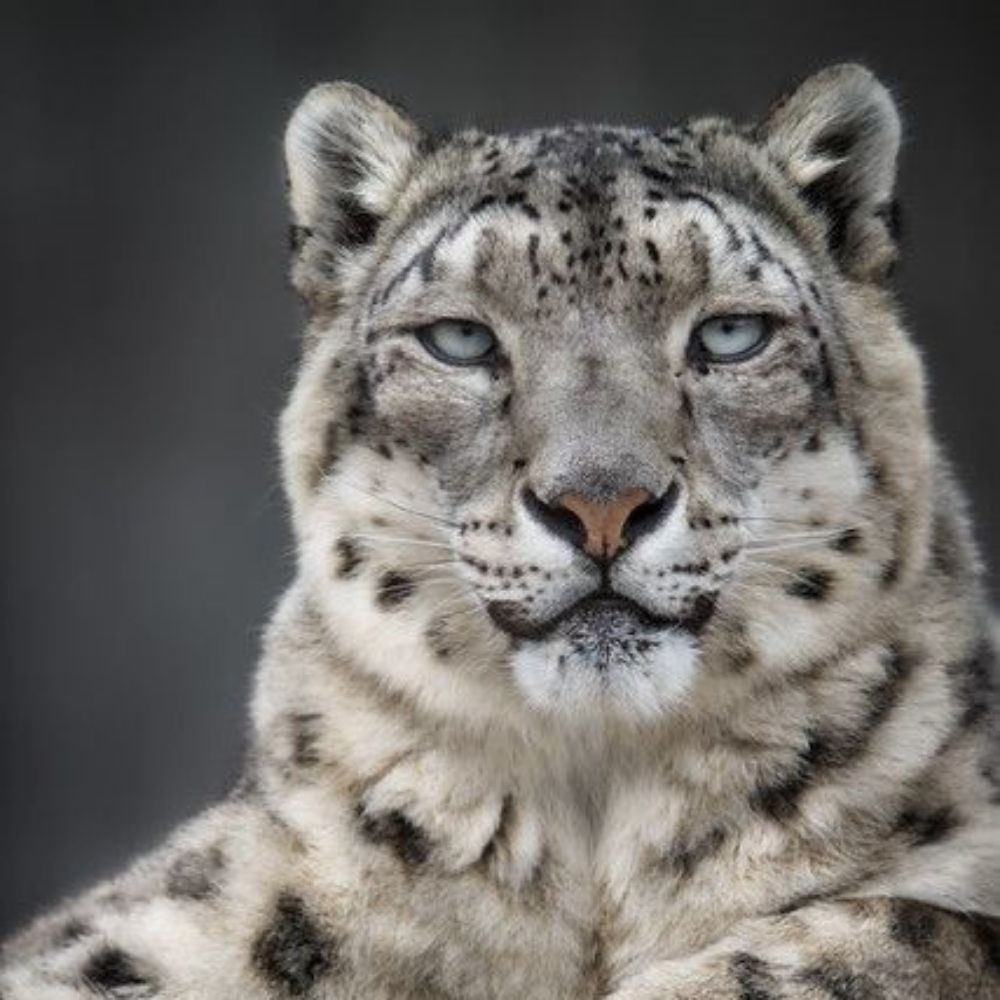 Snowlepard 
