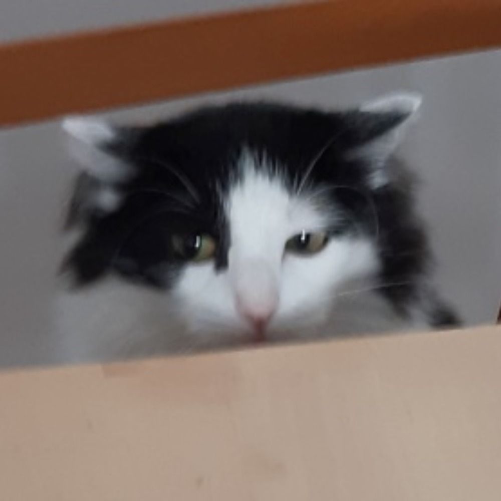 Vlidi