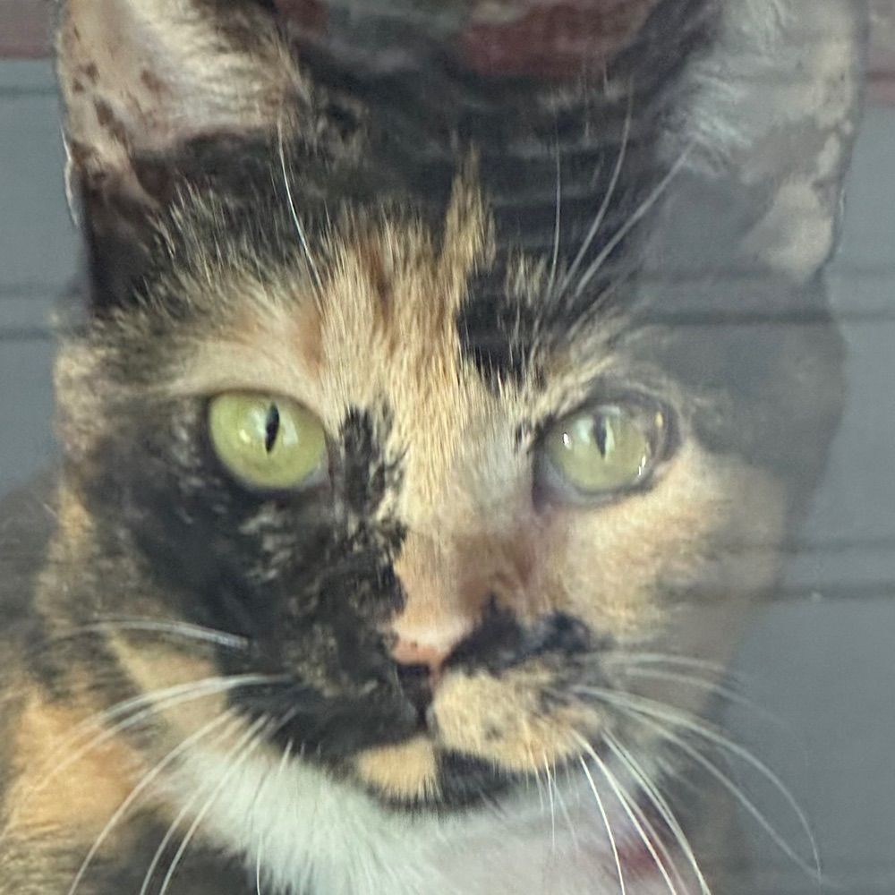 Daisy is my cat