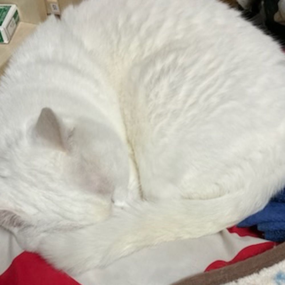 たん