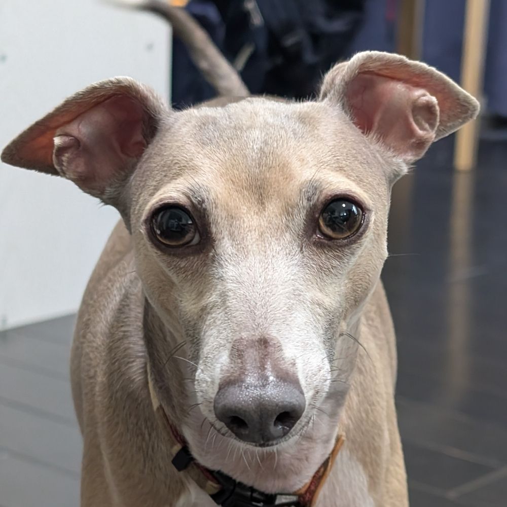 犬毛布