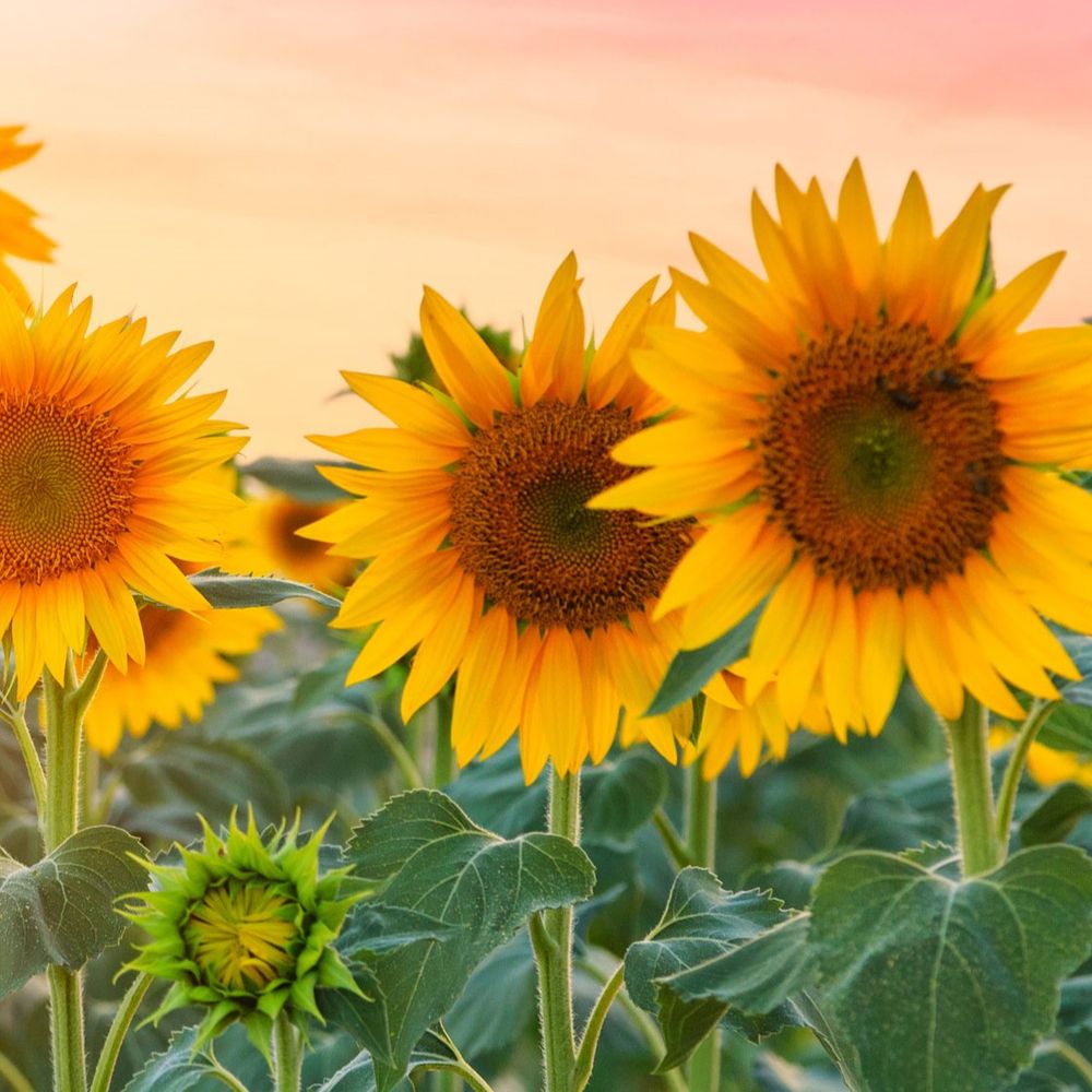 J has faith in the masterplan