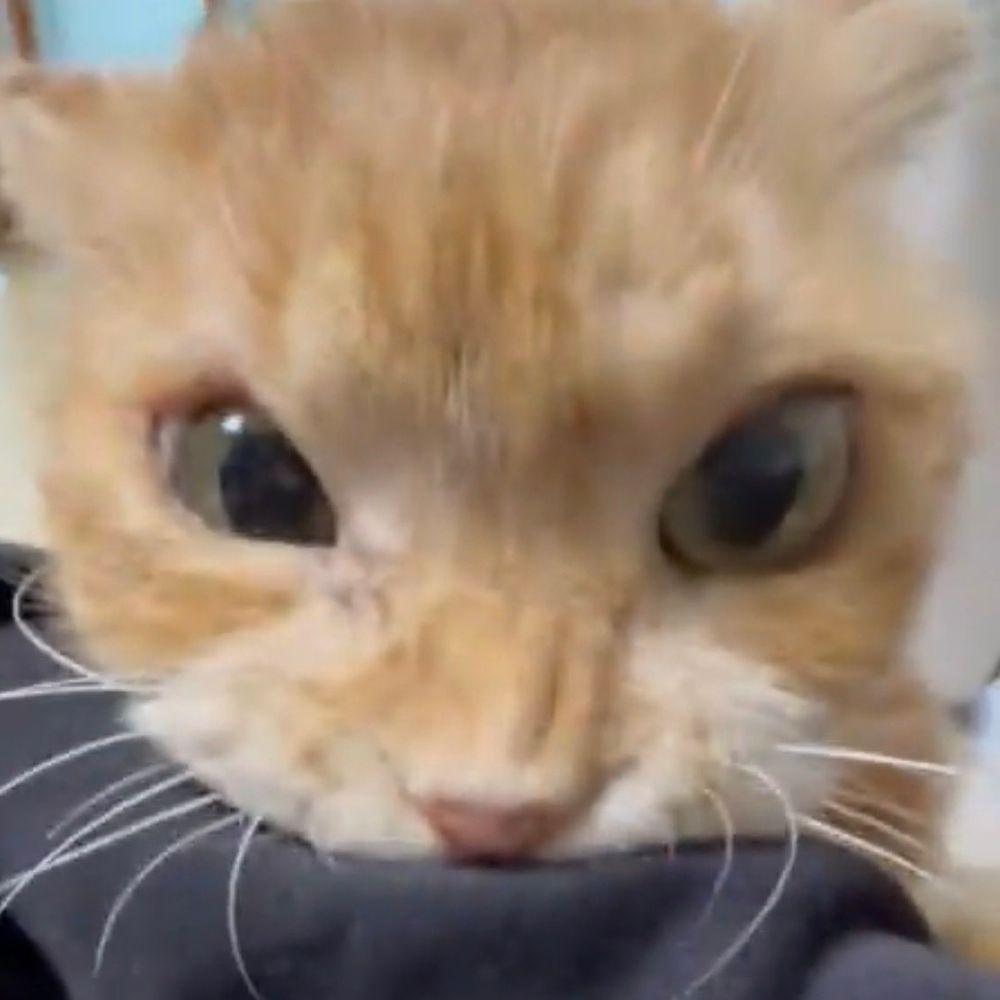 노다이너마이트