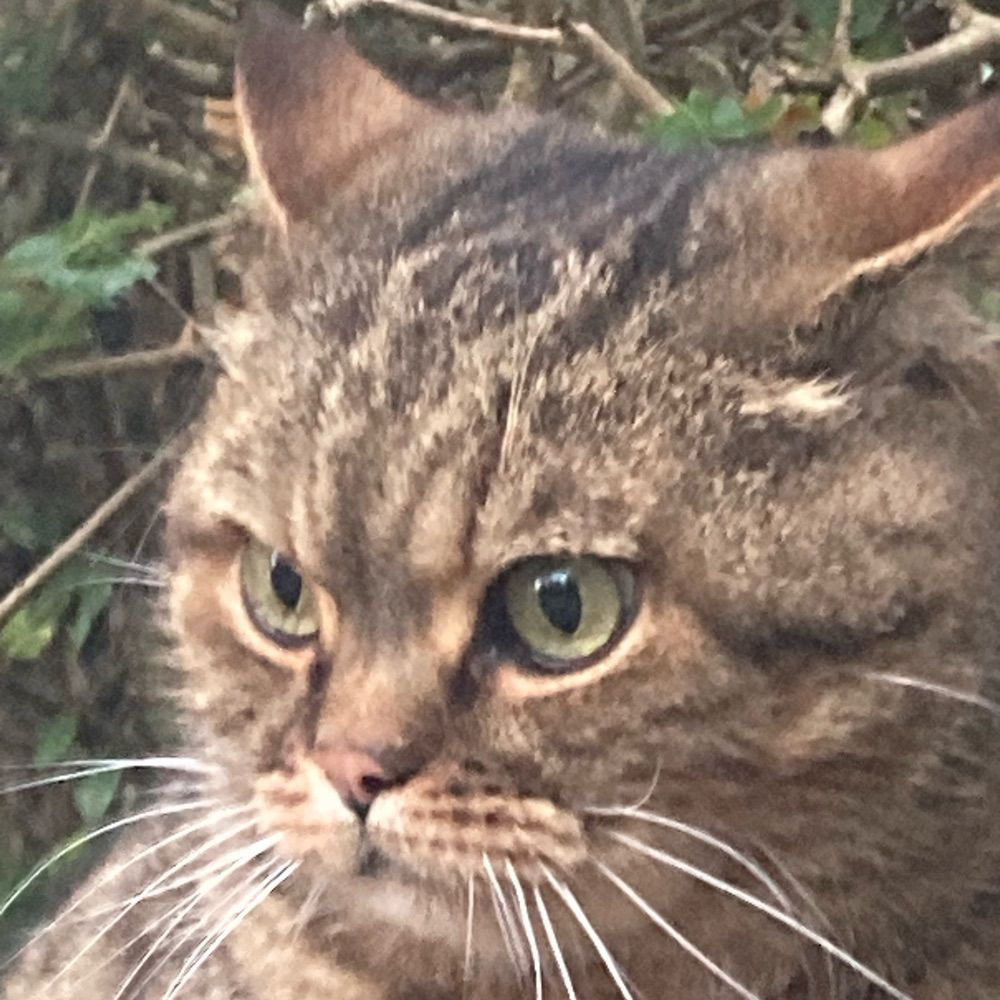 Whispers&Whiskers Org