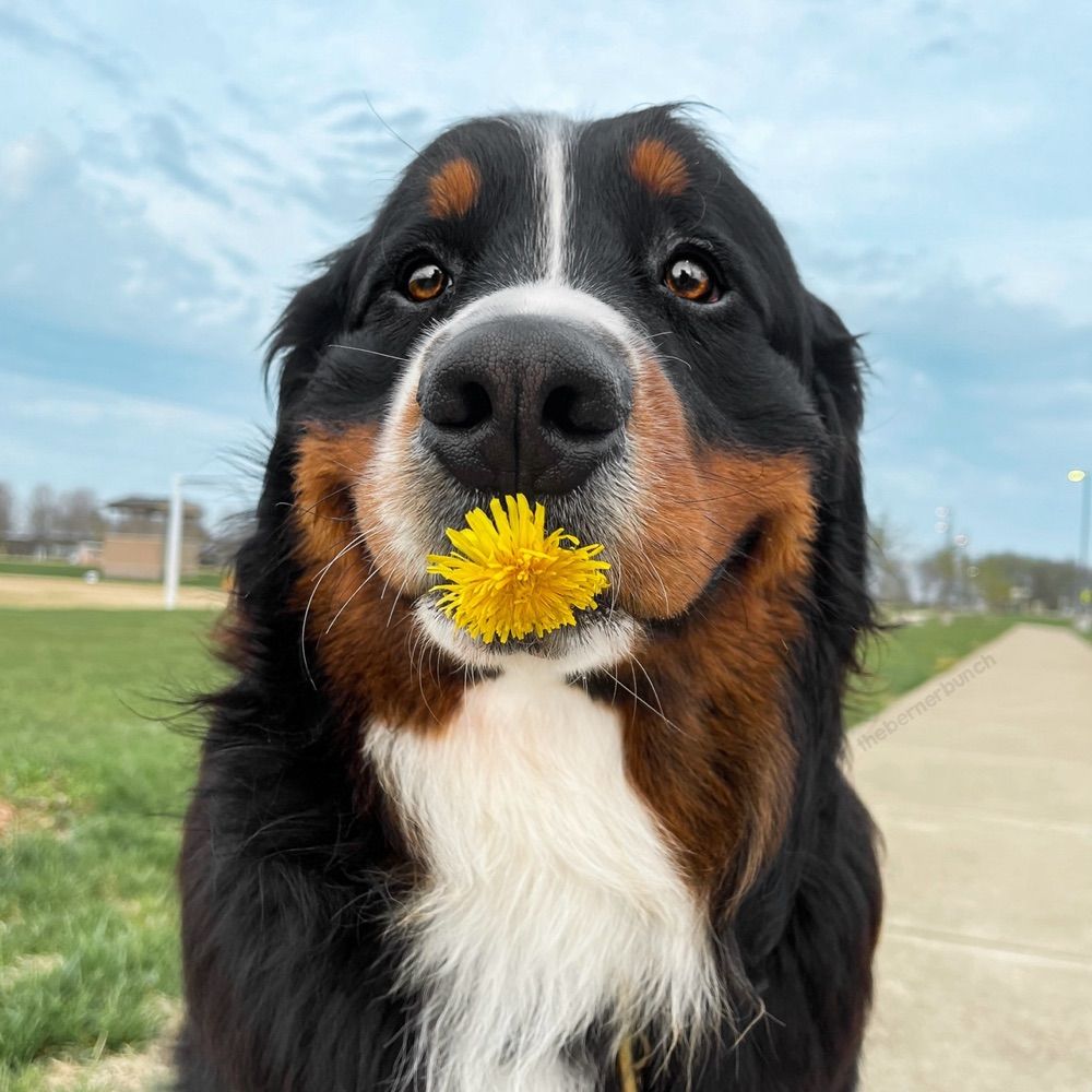 The Berner Bunch
