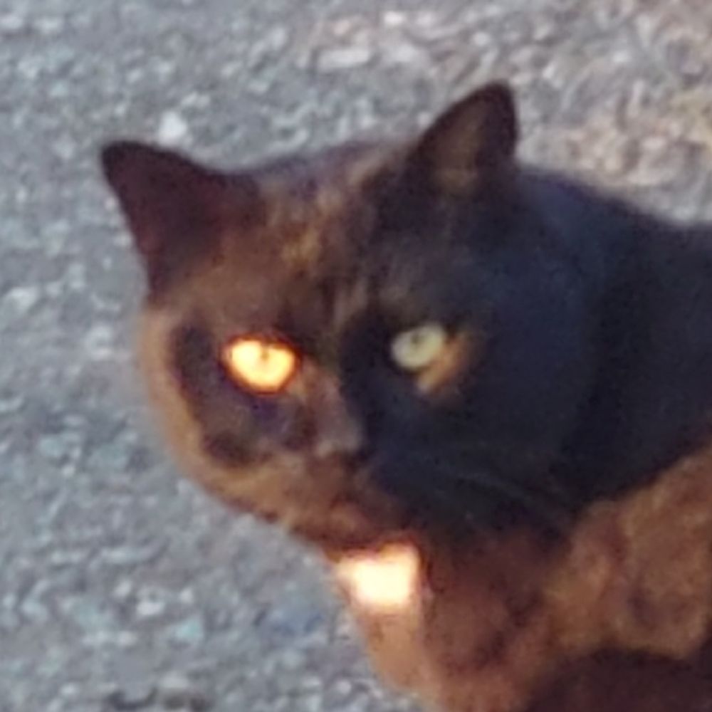 そりっど