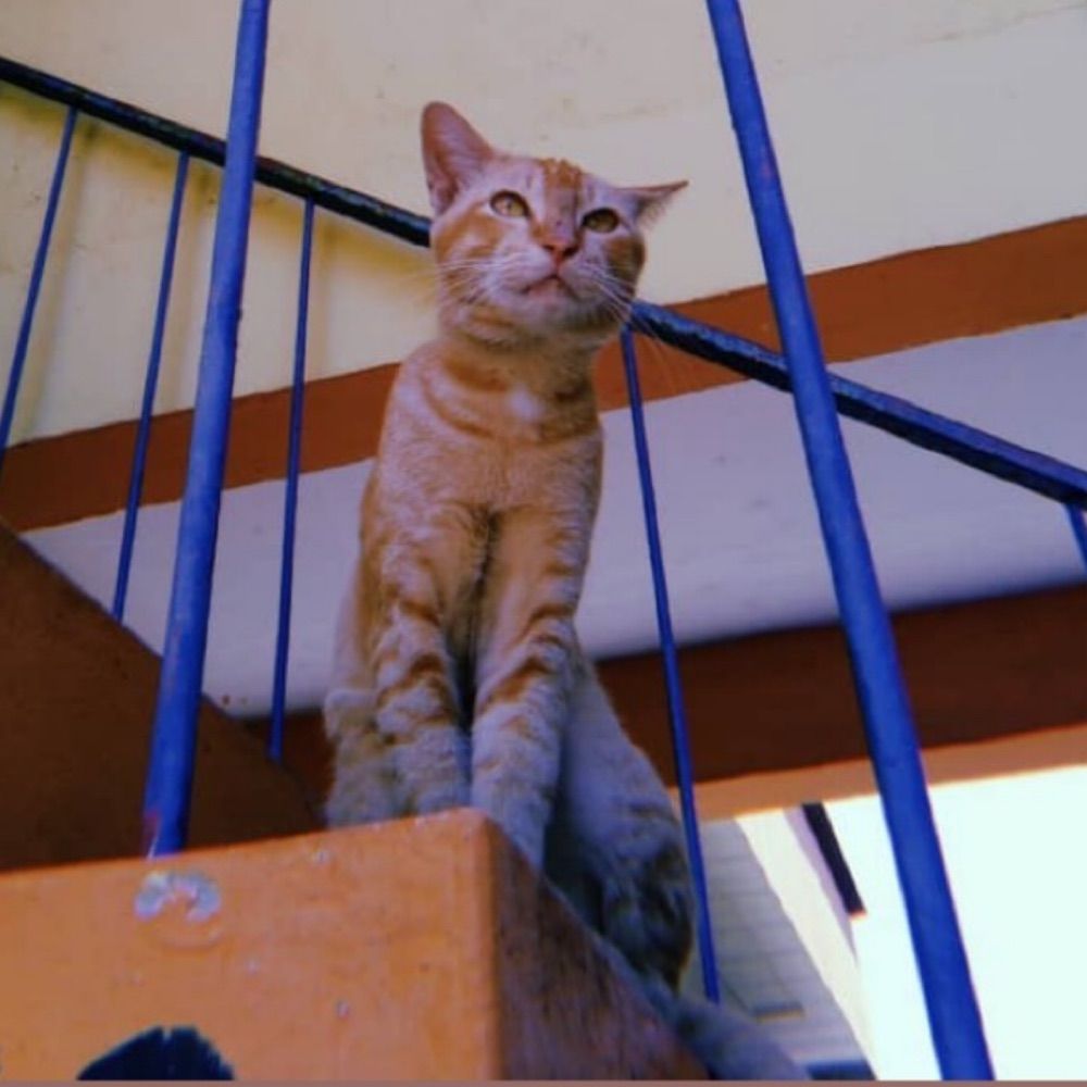 nanad