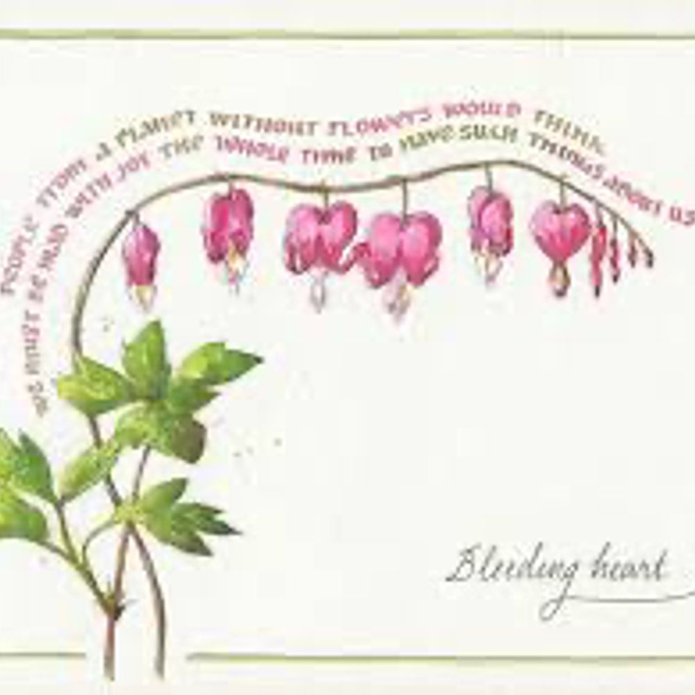 Bleeding heart 