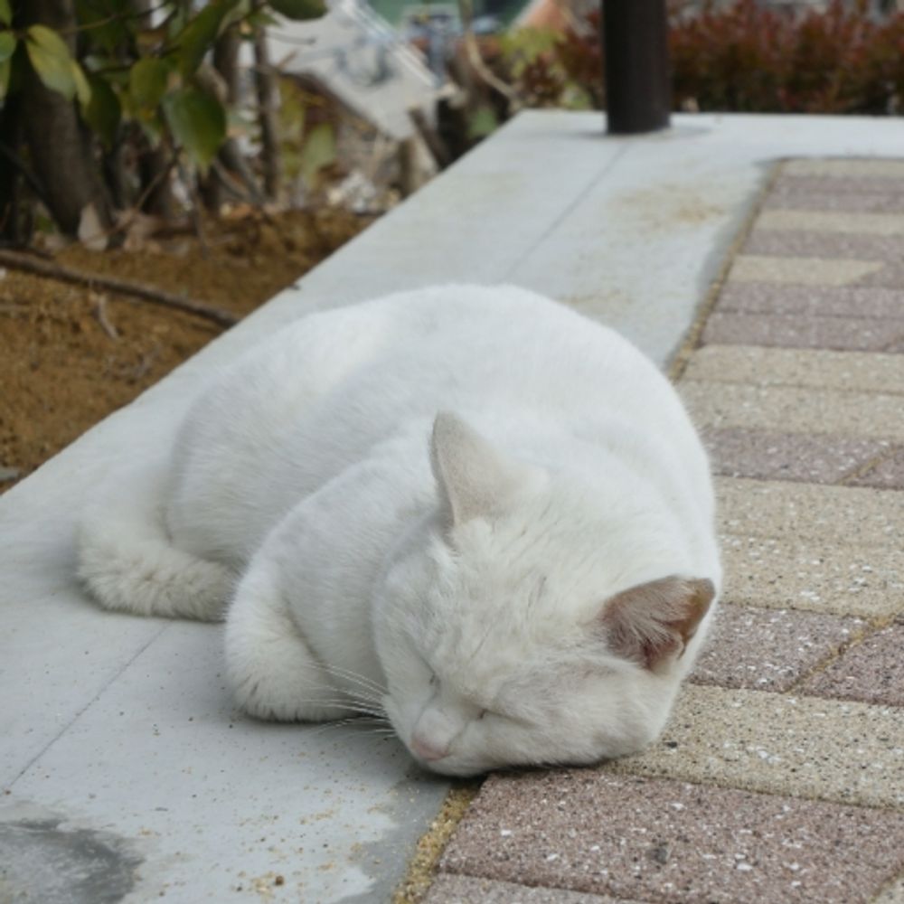 さばみそ