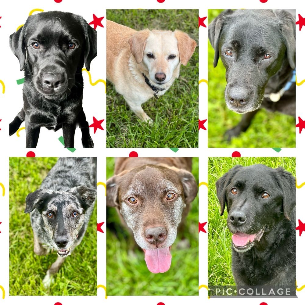 LogiePupskiPack