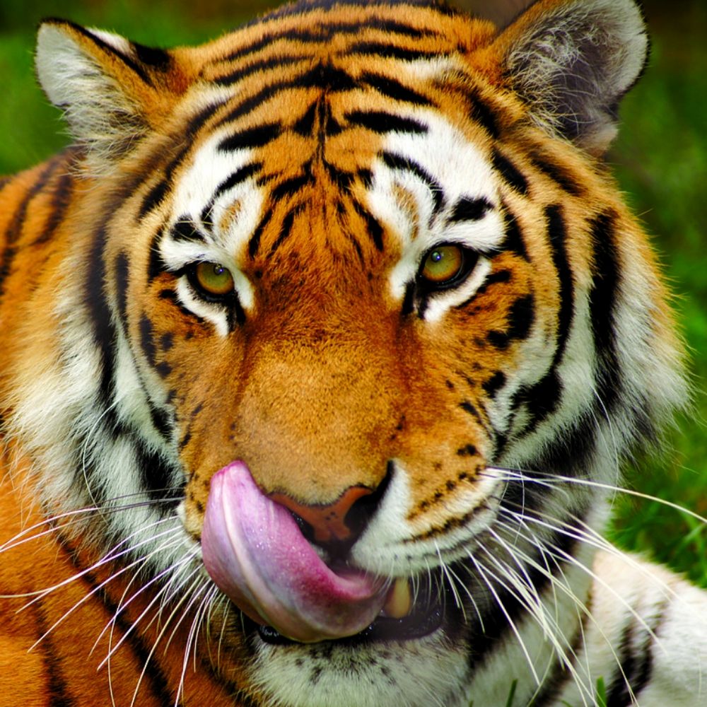Tigre Tigrado 💦 's avatar