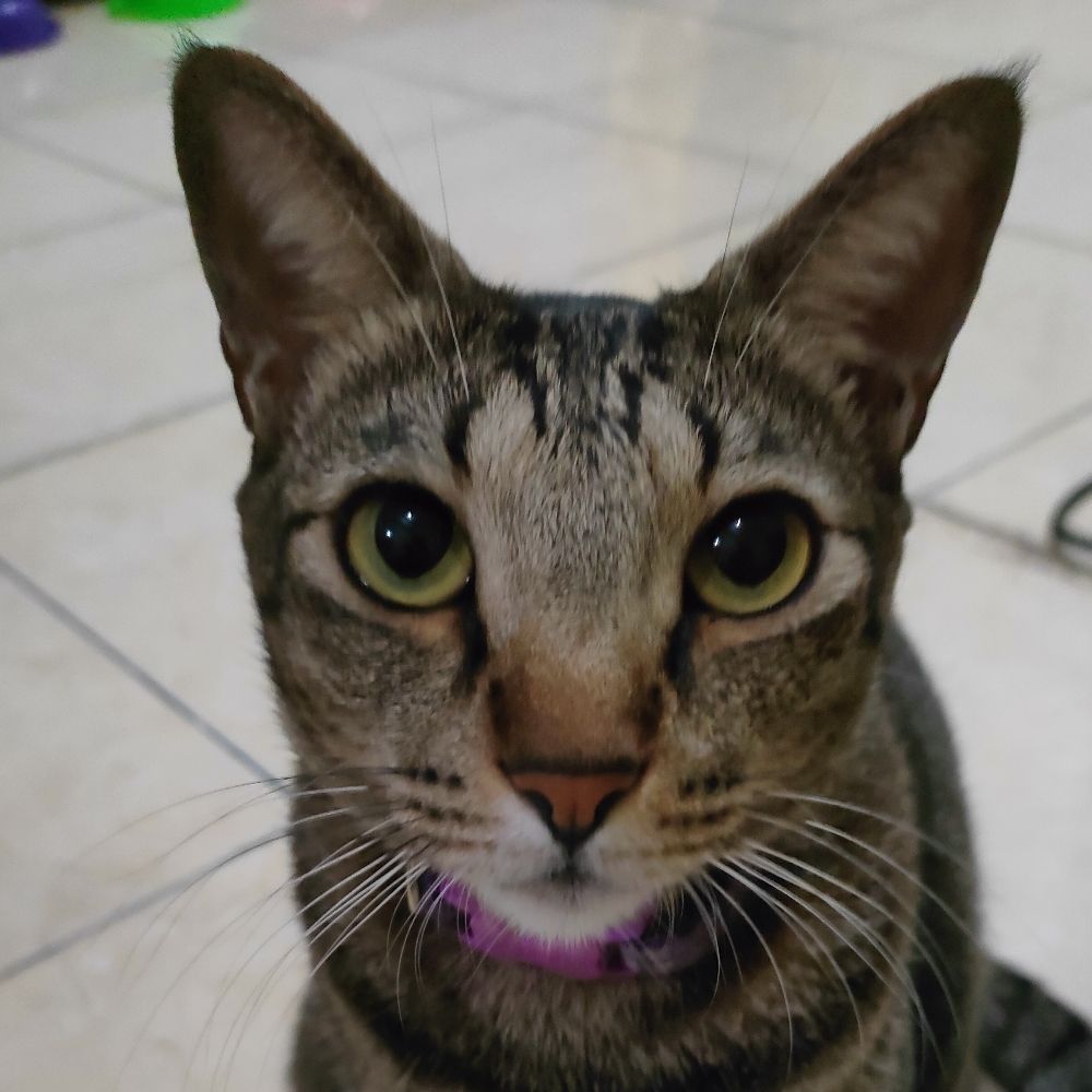 Slow Tabby