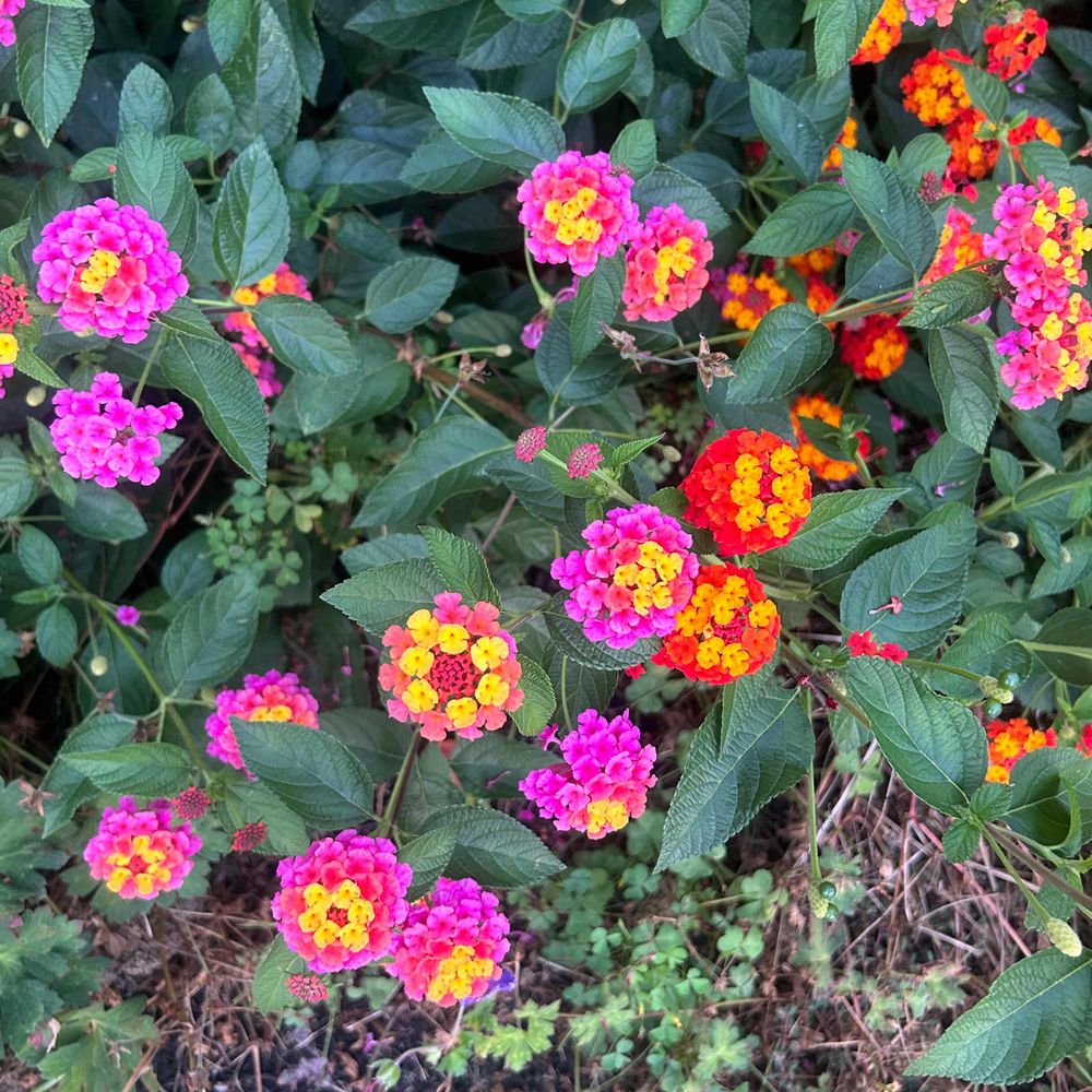 United States Department of Plants