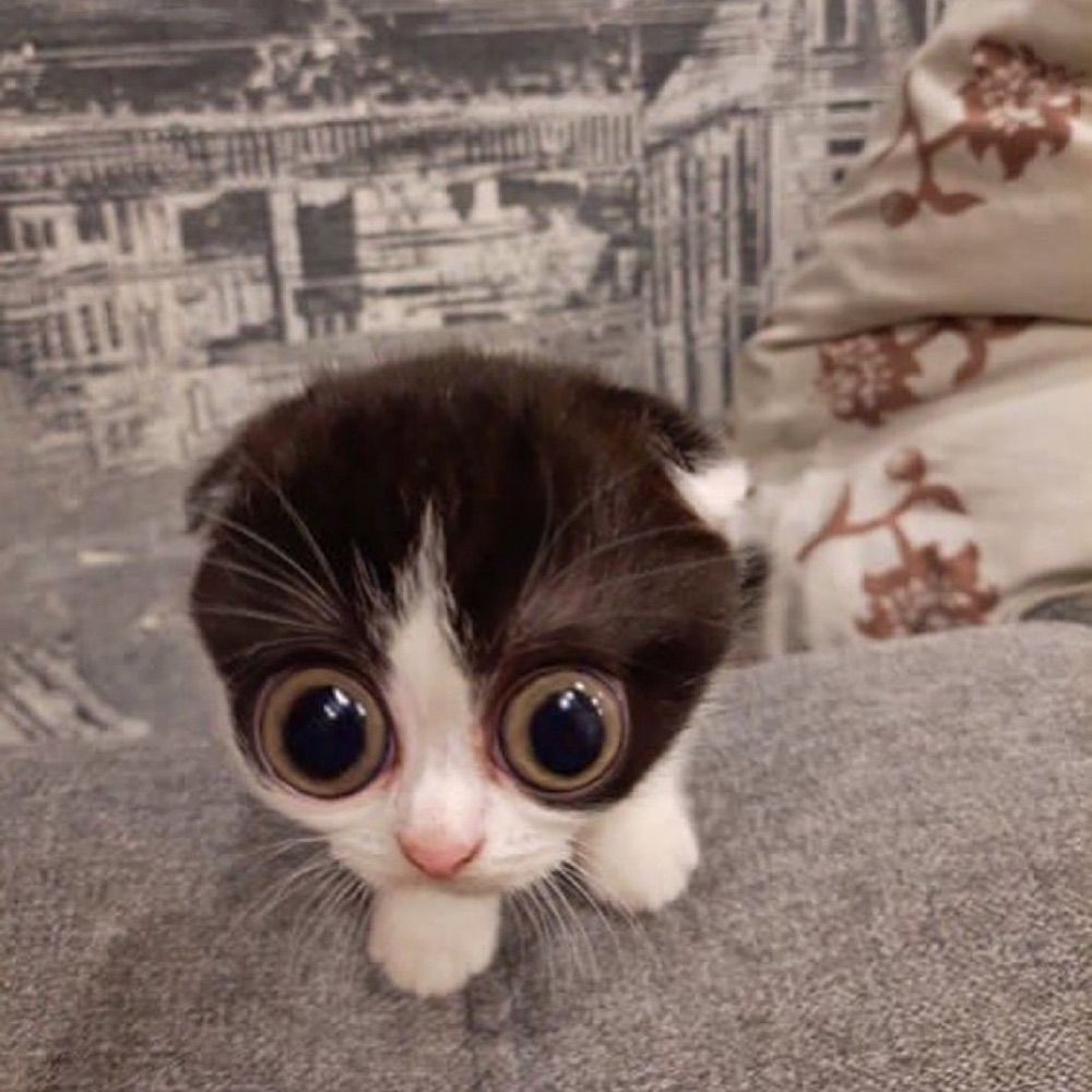 Out of Context Pets