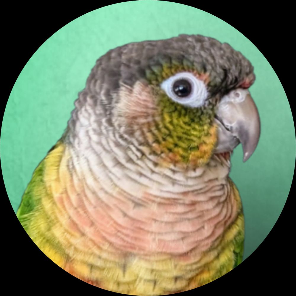 Finnick the Parrot