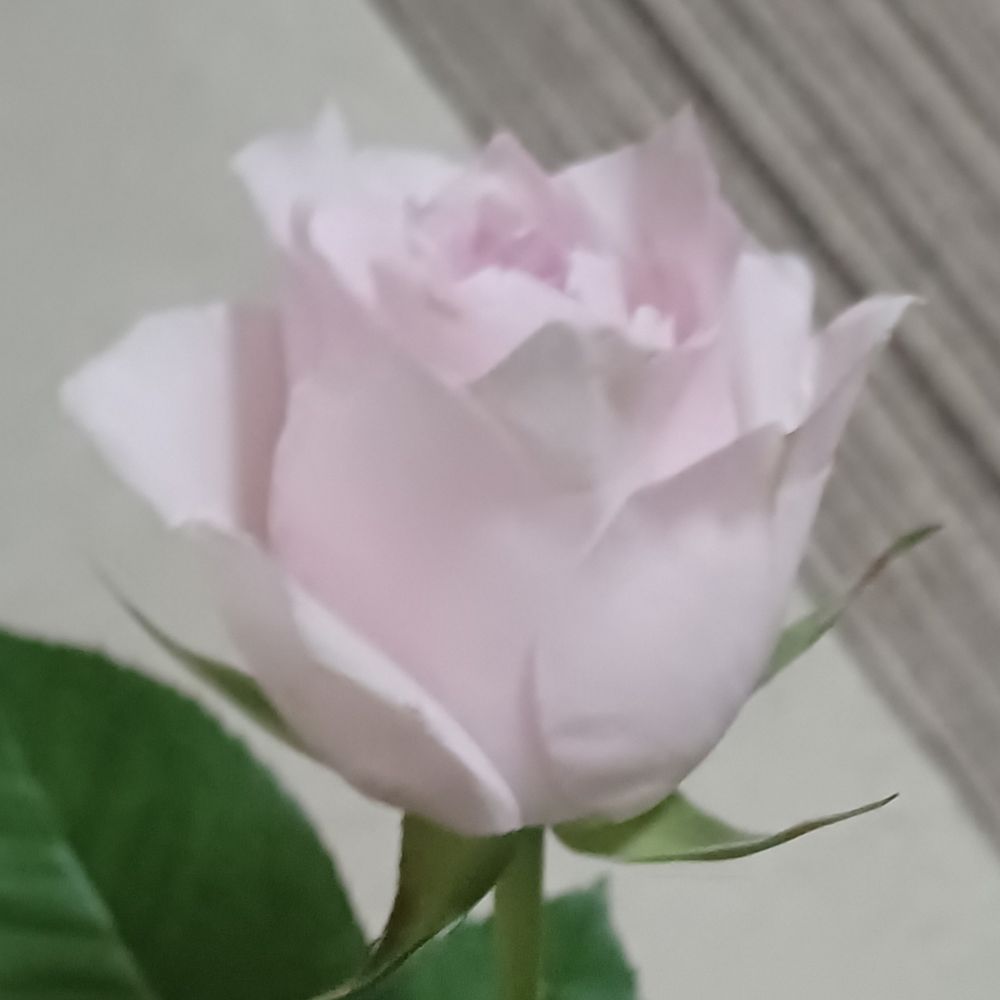 akiyoshi