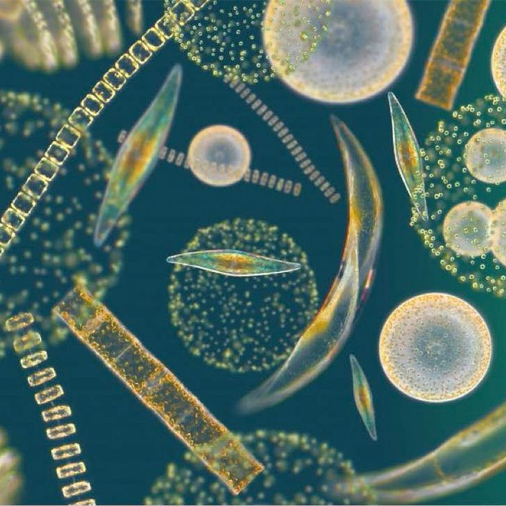 Ocean Systems Ecology Lab @WHOI
