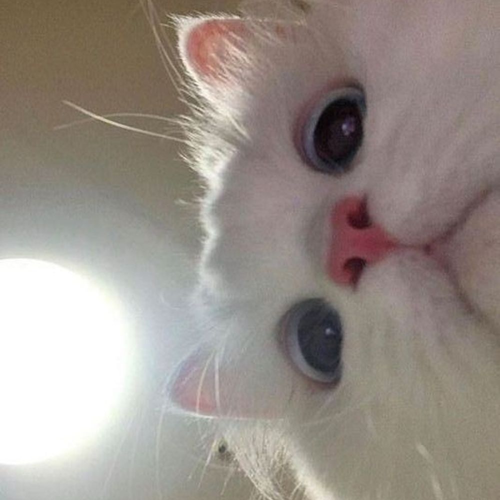 ぷらぐま