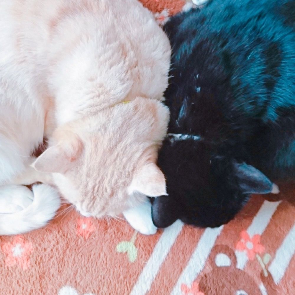 チャチャ&クロ