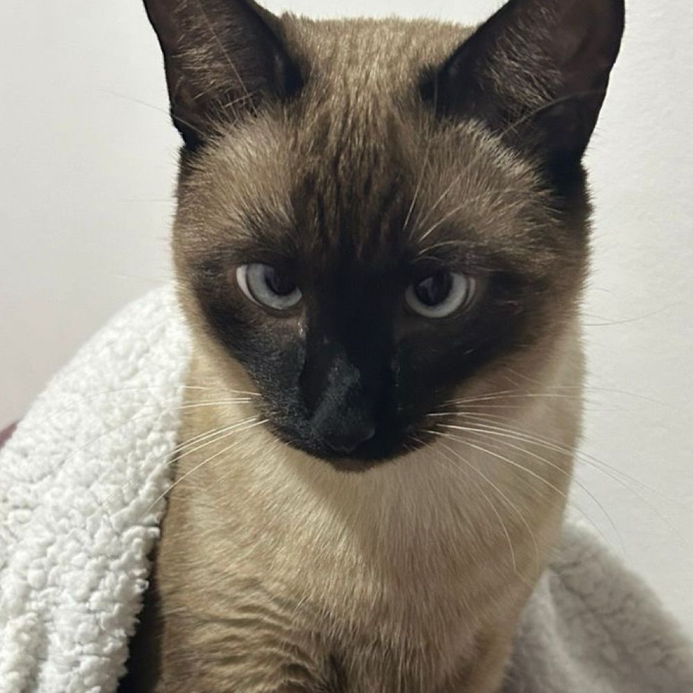mica 
