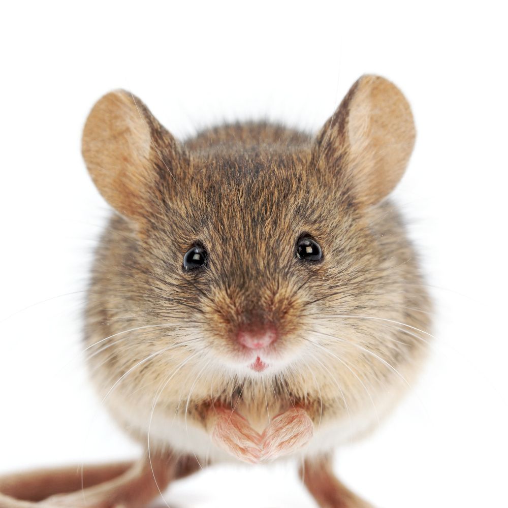 Sue Daniel (Mouse)