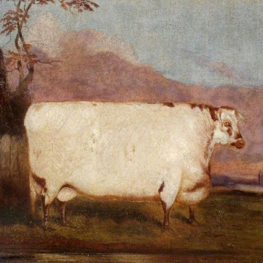 Moo Cow 🐄