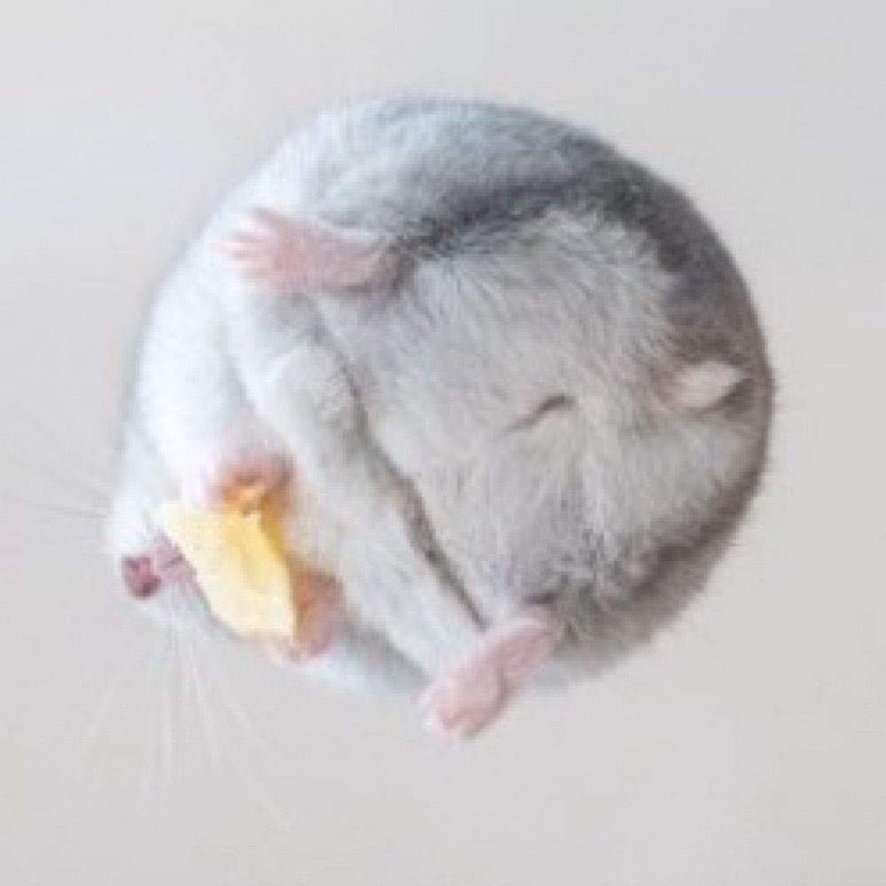 나 해조에요