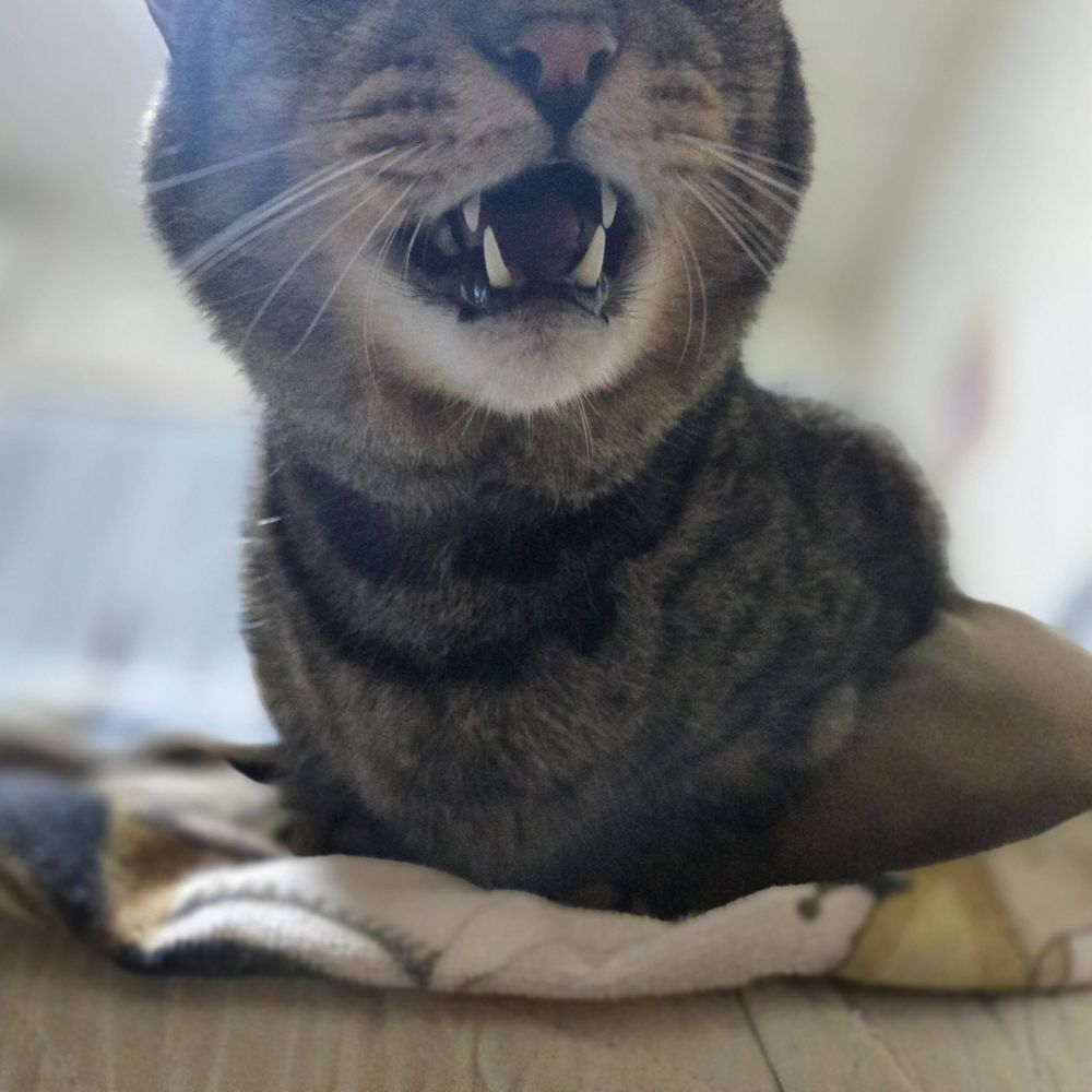 🐱こだか🐱