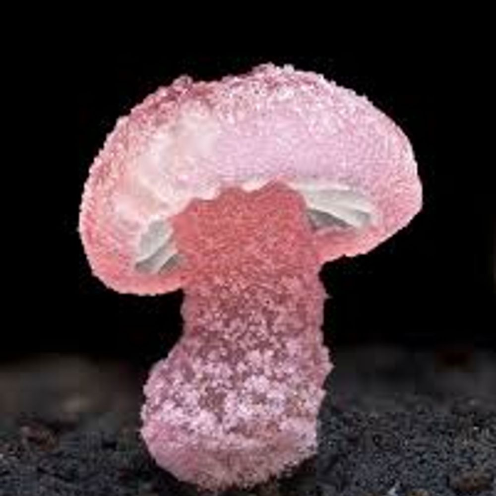 Profile picture tiny-pink-mushroom.bsky.social