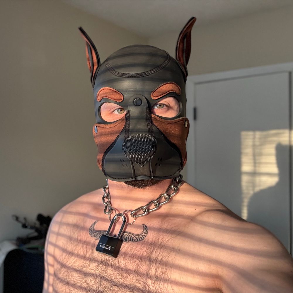 Pup Vega