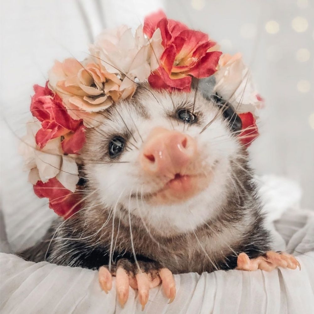Lilly the Opossum