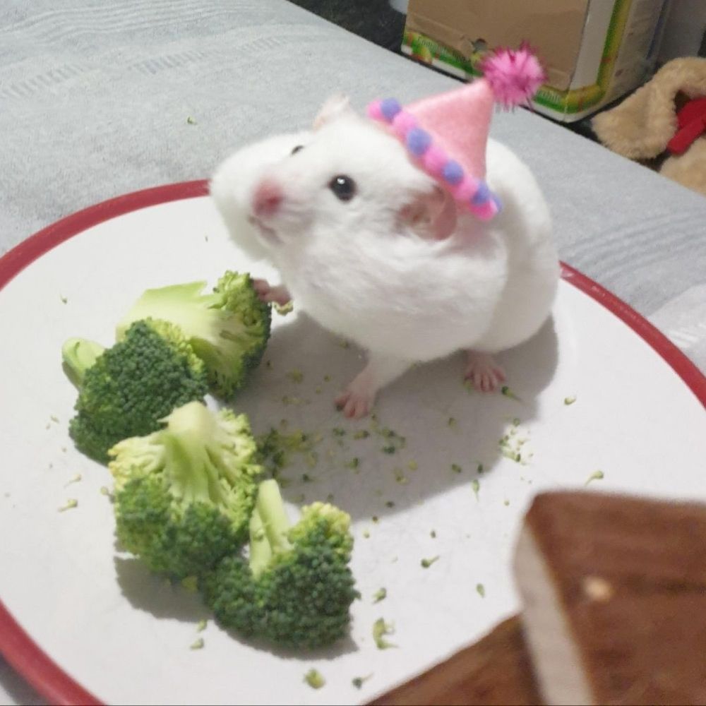 hamster brócolis 