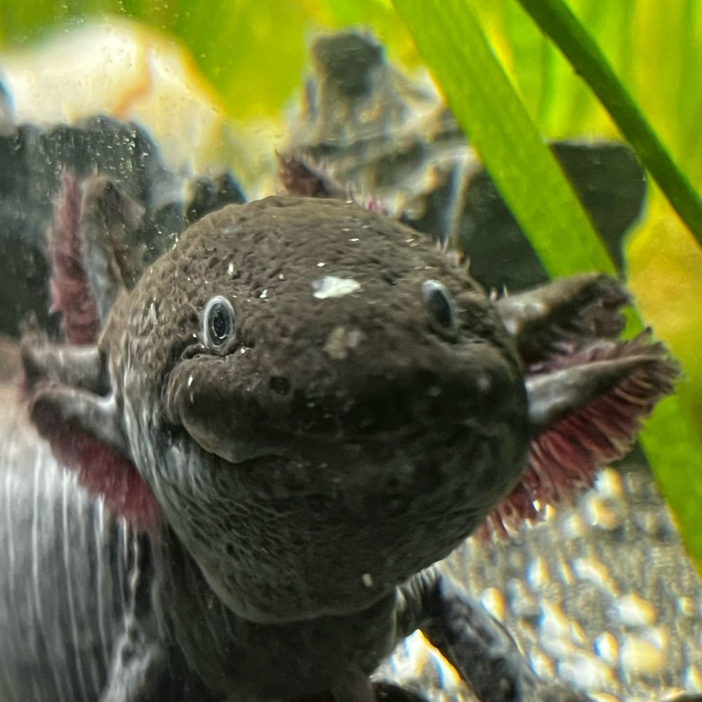 Axolotl