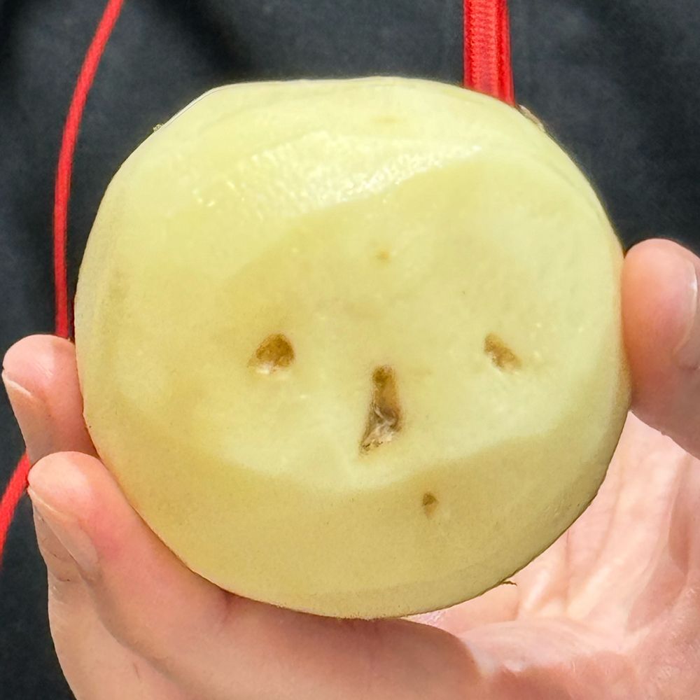 もにゃこ
