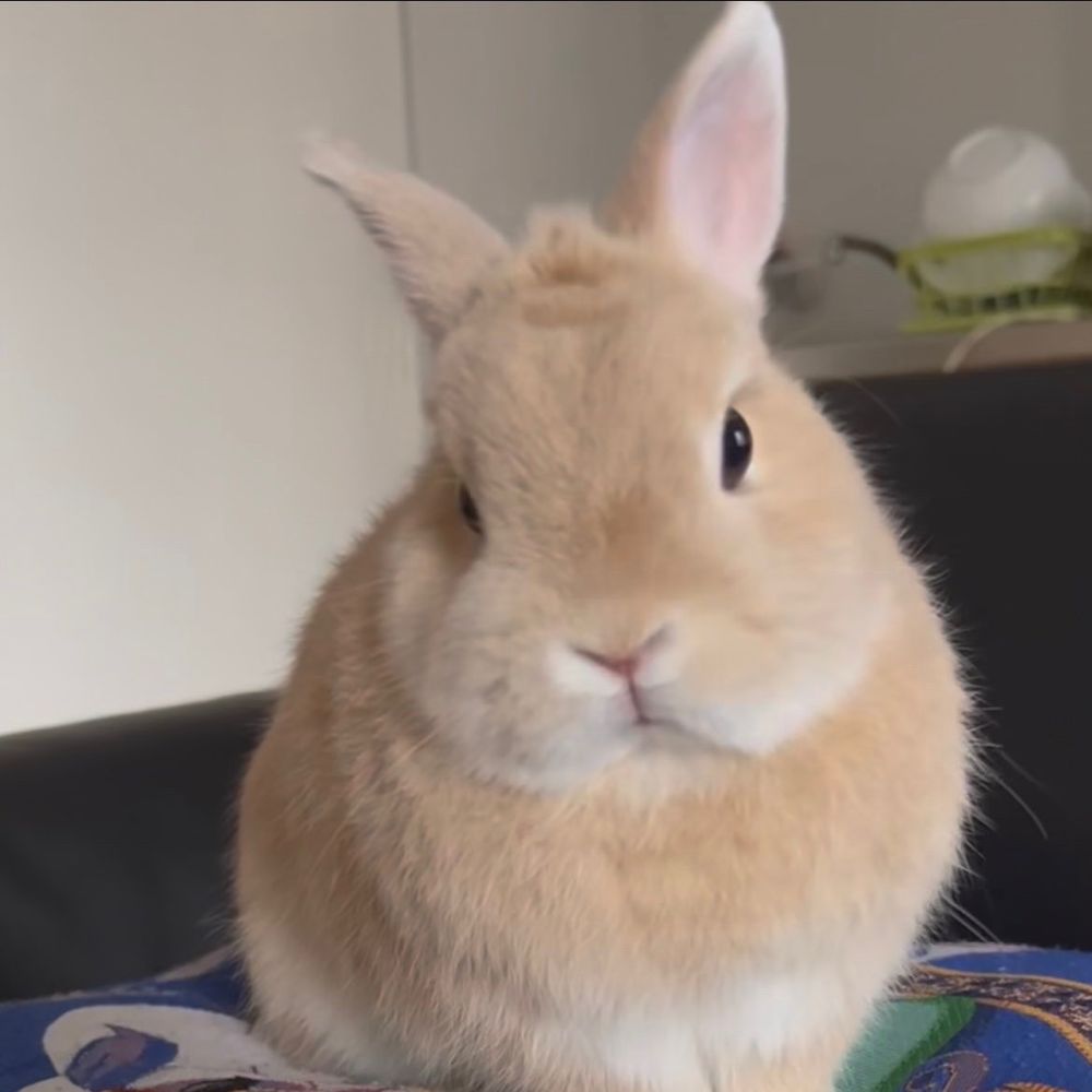 콘