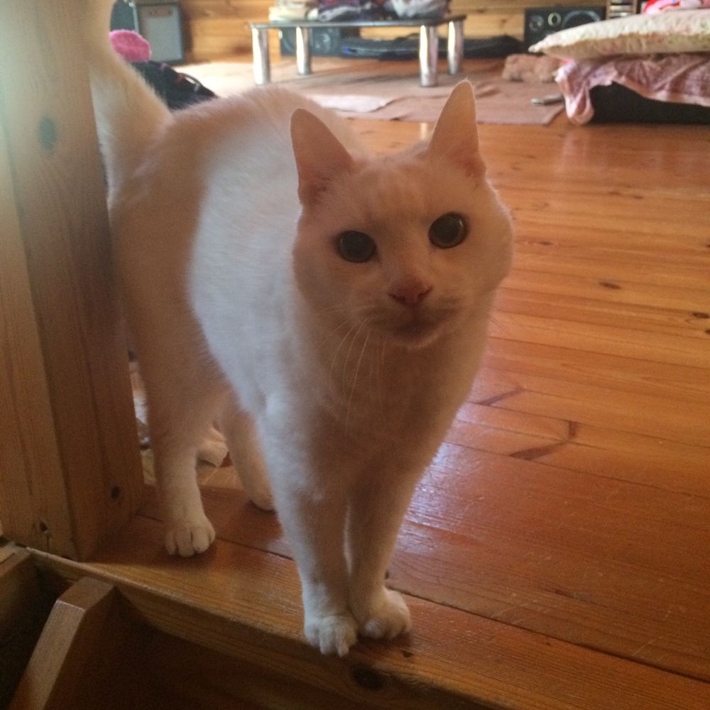 Tom