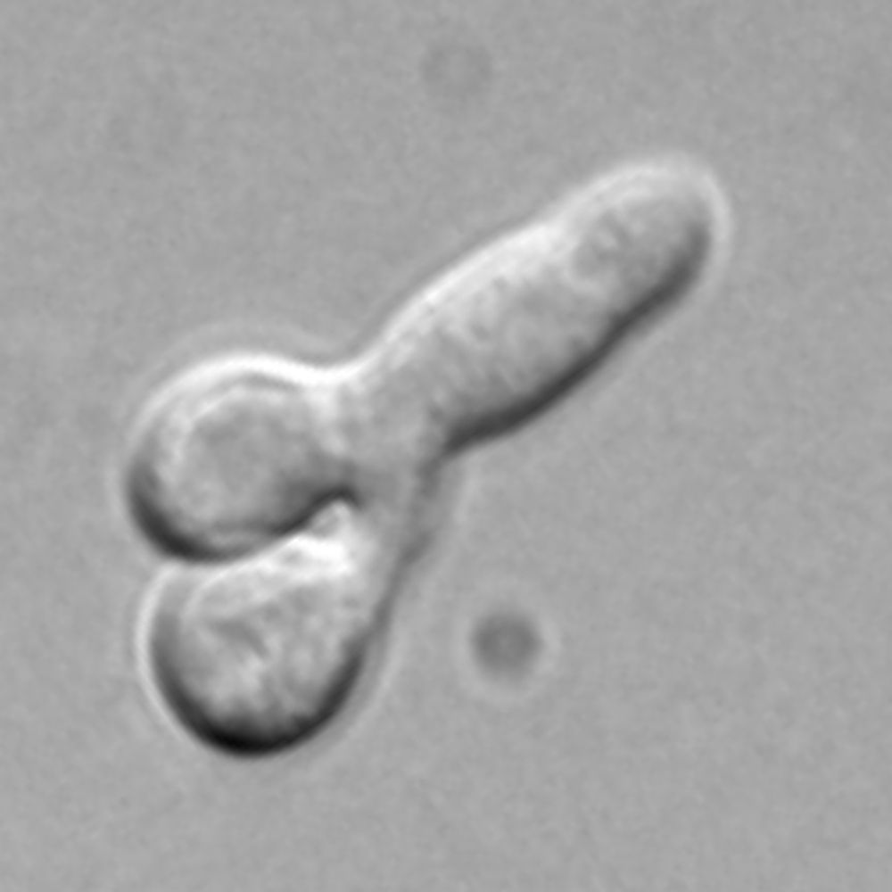 Phallic Science