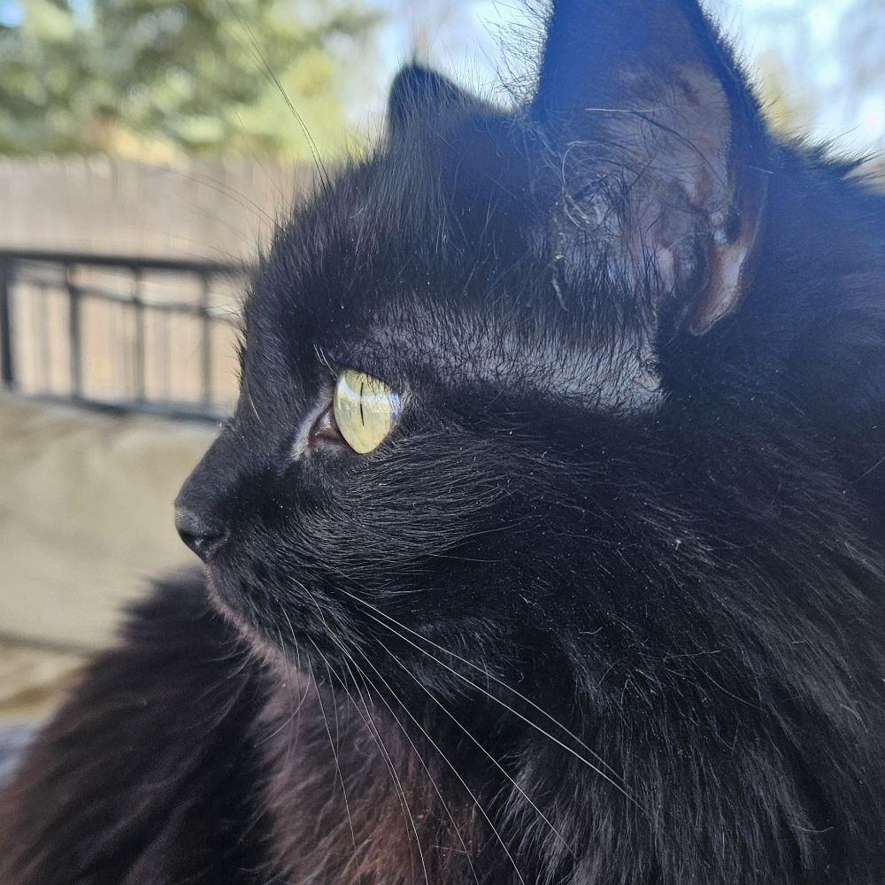 amelia