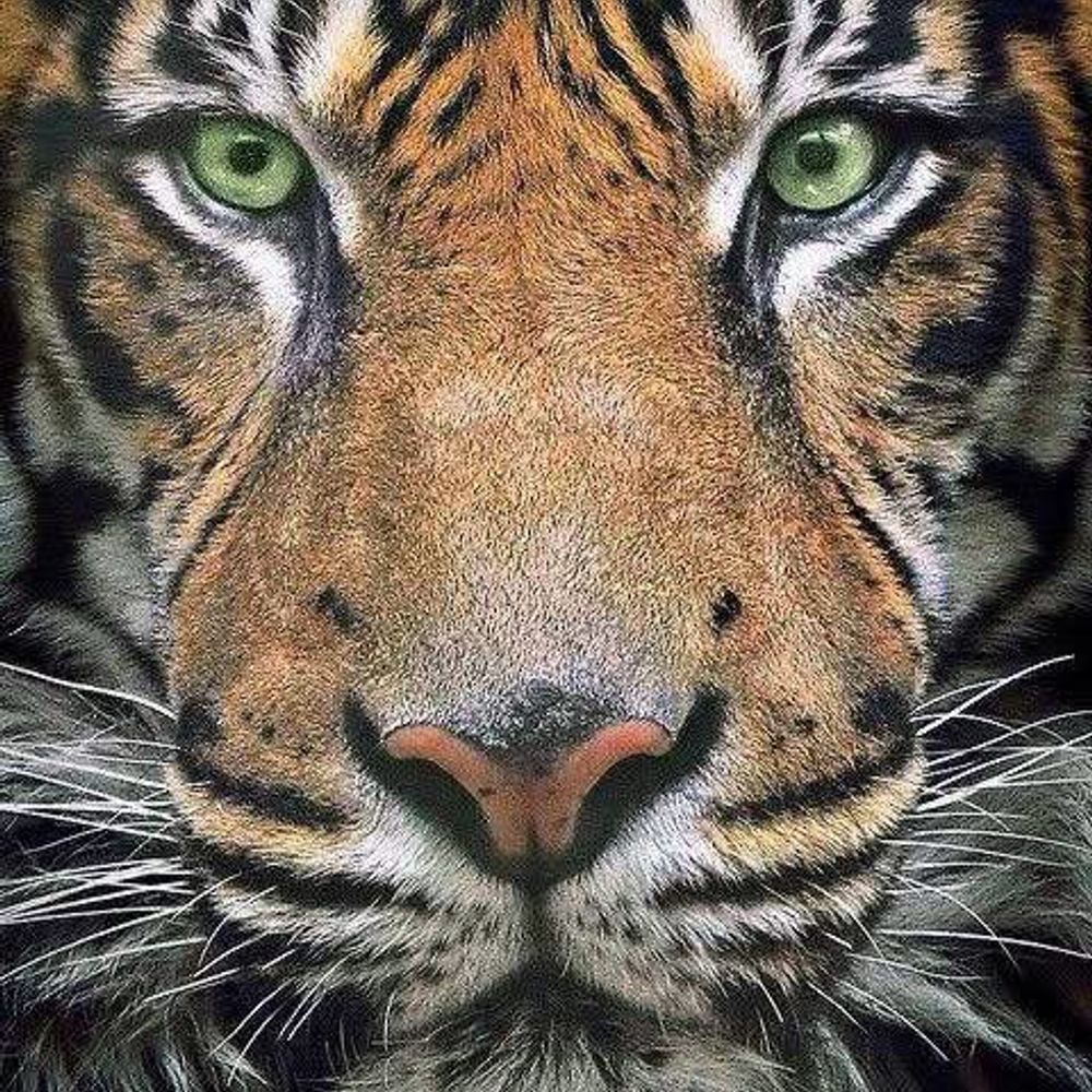Tigger