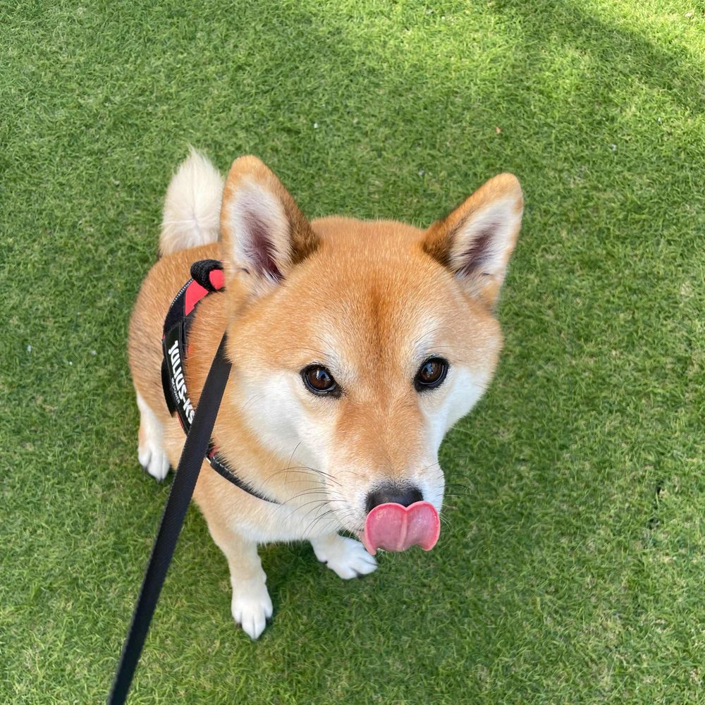 柴犬のポン