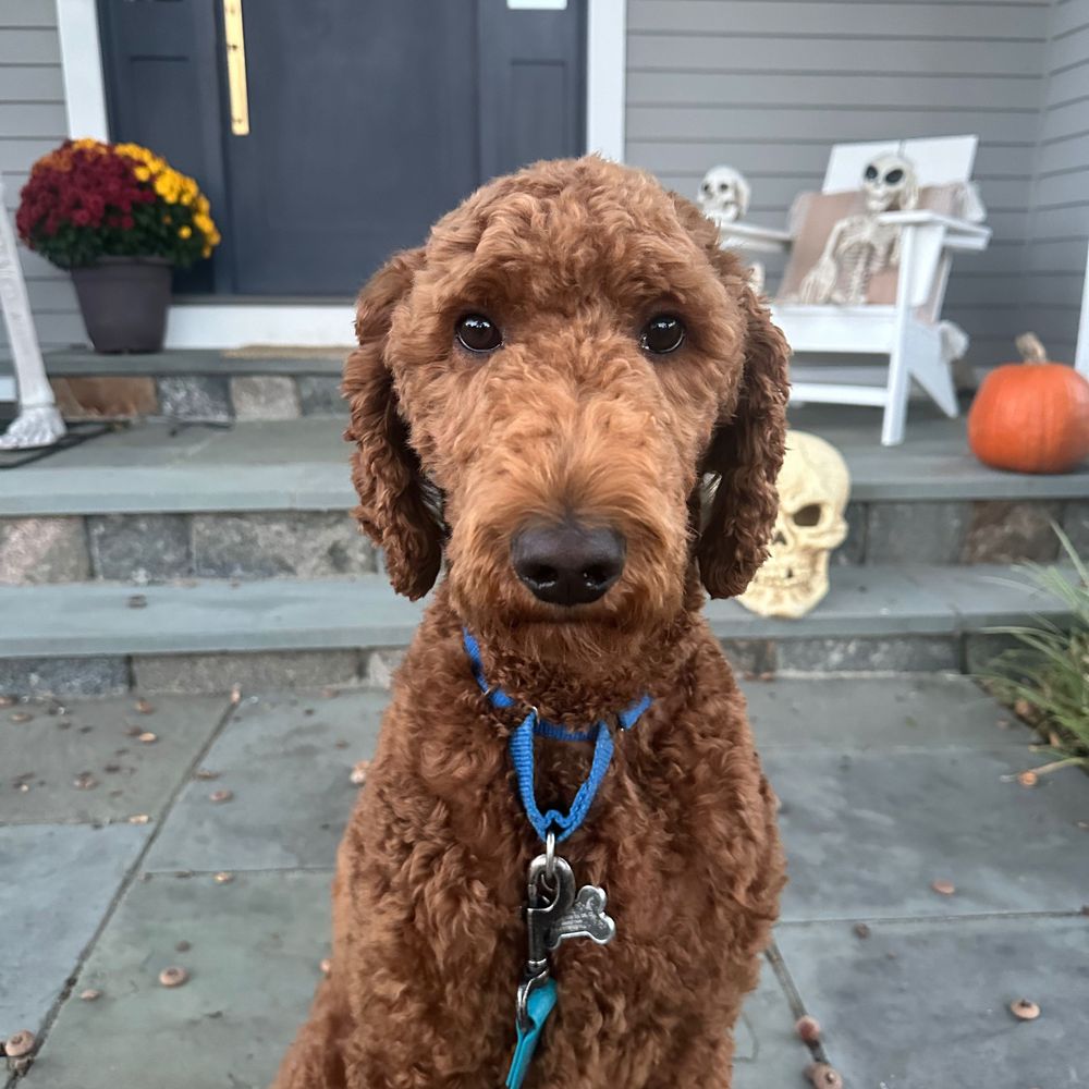 Bobbie