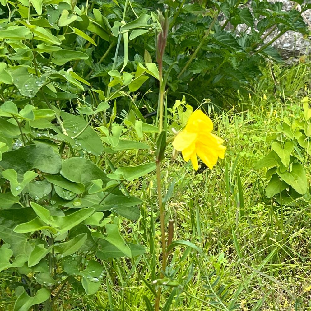 羅宮