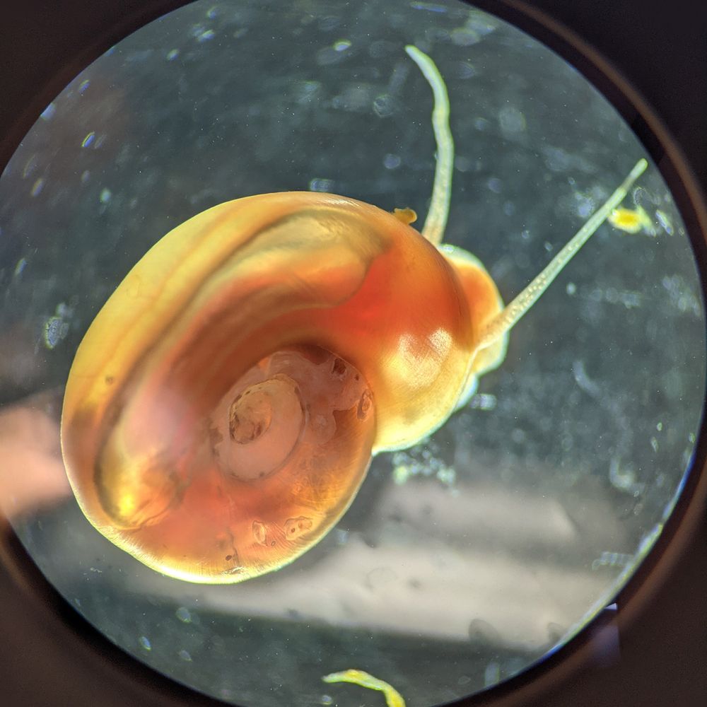 Schistosomiasis Resource Center at BRI