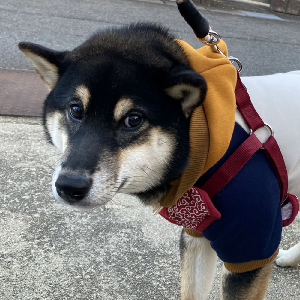 黒柴だいちゃん