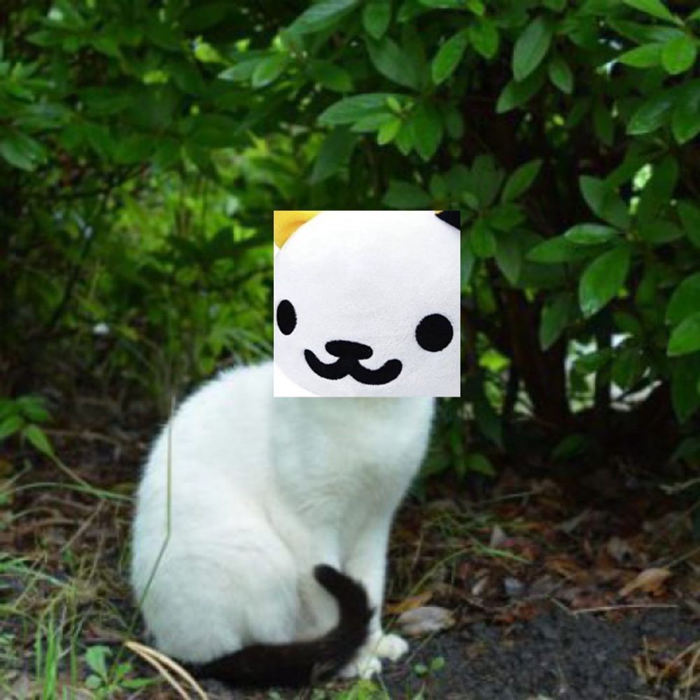 shromikesan is nice cat.