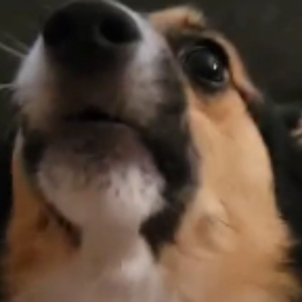 Tyci