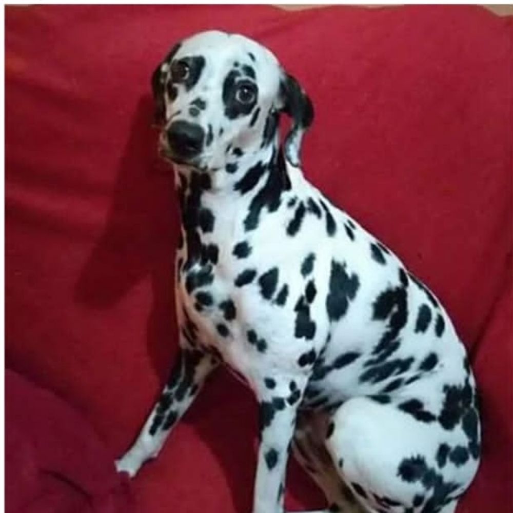 Salve Kiara