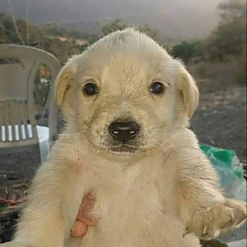 켕