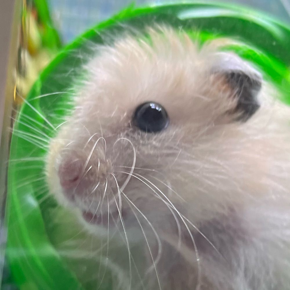 Gordo